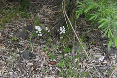Cardamine macrophylla