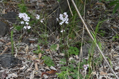 Cardamine macrophylla