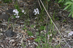 Cardamine macrophylla