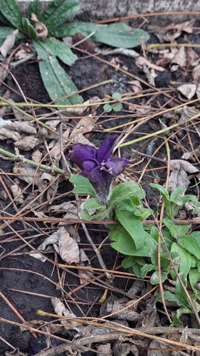 garden petunia (Petunia ×)