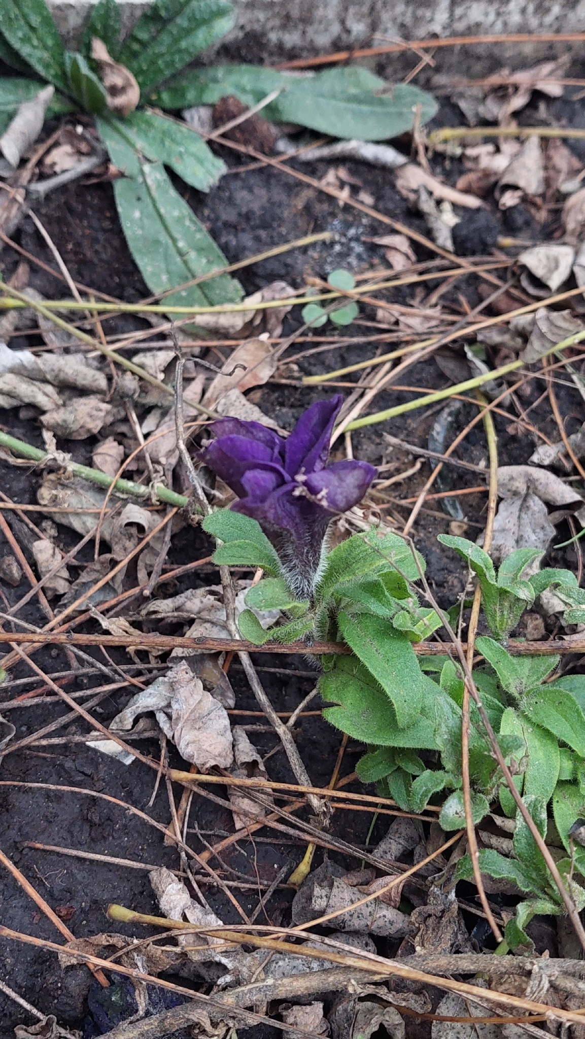 Garden Petunia (Petunia ×)