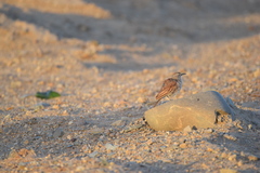 Certhilauda subcoronata