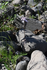 Cardamine macrophylla