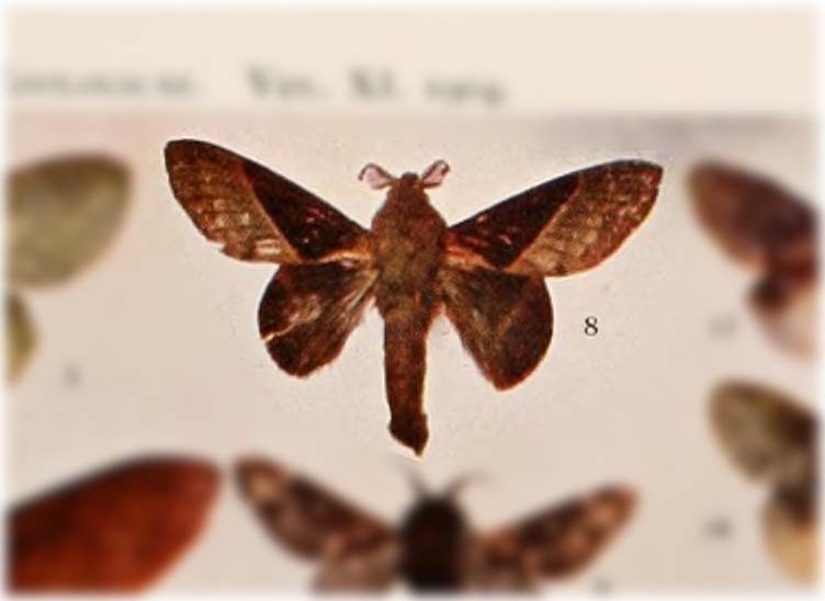 Pseudophyllodes dinawa