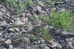 Cardamine macrophylla