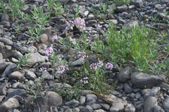 Cardamine macrophylla