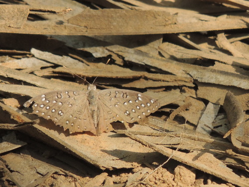 Guineafowl Butterfly