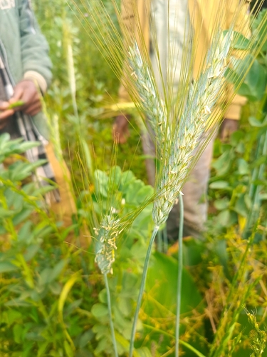 Bread Wheat