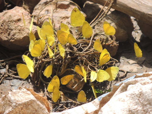 Forest Grass Yellow