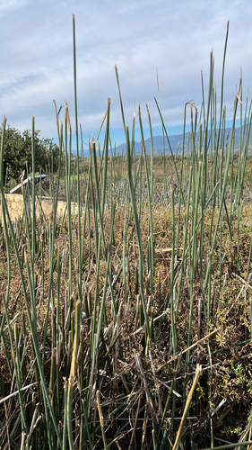 iNaturalist observation photo of clubrushes and giant bulrushes