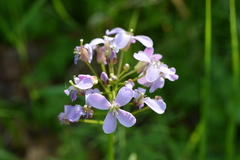 Cardamine macrophylla