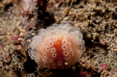 Aplidium ocellatum