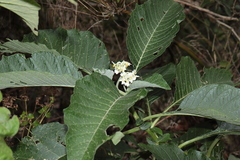 Solanum oblongifolium, photograph (c) Paúl Gonzáles, some rights reserved (CC BY)
