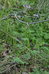 Cardamine macrophylla
