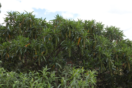 Escallonia pendula, photograph 3
