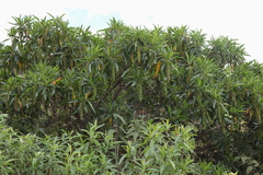 Escallonia pendula, photograph (c) Paúl Gonzáles, some rights reserved (CC BY)
