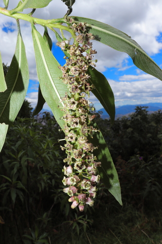 Escallonia pendula, photograph 5