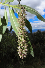 Escallonia pendula, photograph (c) Paúl Gonzáles, some rights reserved (CC BY)