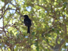 Dicrurus adsimilis fugax