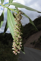 Escallonia pendula, photograph (c) Paúl Gonzáles, some rights reserved (CC BY)