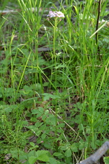 Cardamine macrophylla