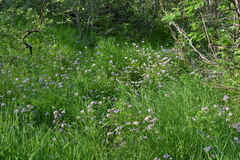 Cardamine macrophylla