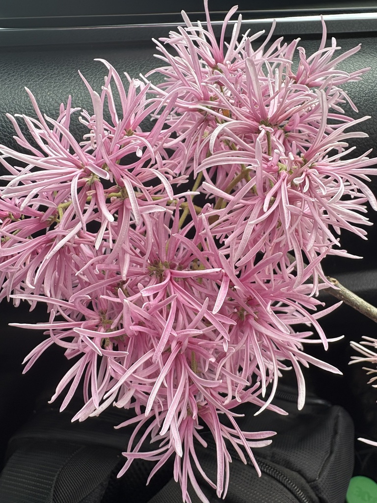 Chionanthus pubescens, Perú, Piura, Ayabaca, Pacaipampa, Cachiaco, Bosque seco interandino
