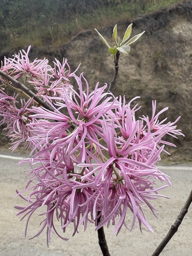 Chionanthus pubescens