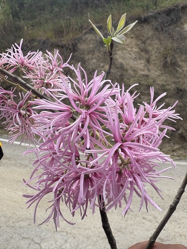 Chionanthus pubescens
