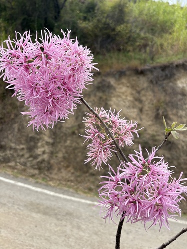 Chionanthus pubescens