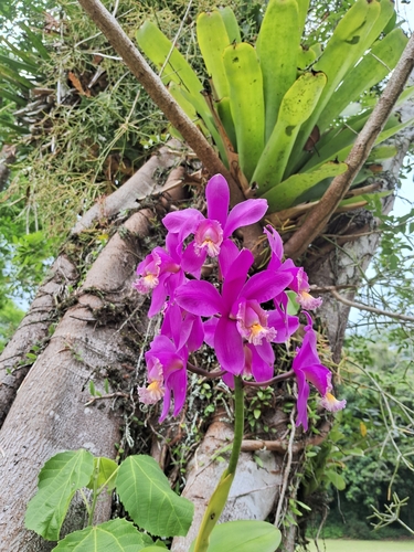 Harrison's cattleya (Cattleya harrisoniana)