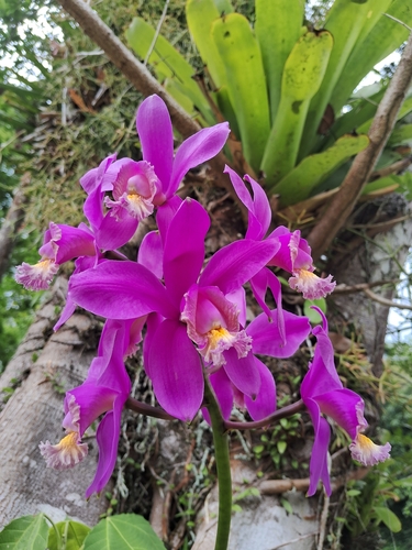 Cattleya harrisoniana, photograph 2