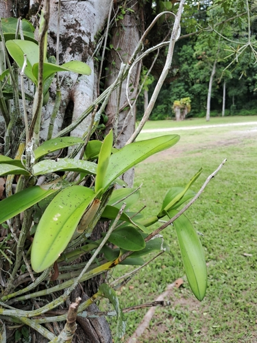 Cattleya harrisoniana, photograph 3