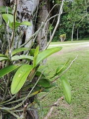 Cattleya harrisoniana, photograph (c) Henrique Bitencourt, some rights reserved (CC BY-SA)