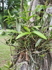 Cattleya harrisoniana, photograph (c) Henrique Bitencourt, some rights reserved (CC BY-SA)