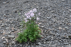 Cardamine macrophylla