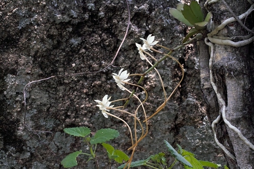 Aerangis verdickii (Aerangis verdickii)