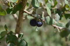 Lonicera microphylla