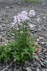 Cardamine macrophylla