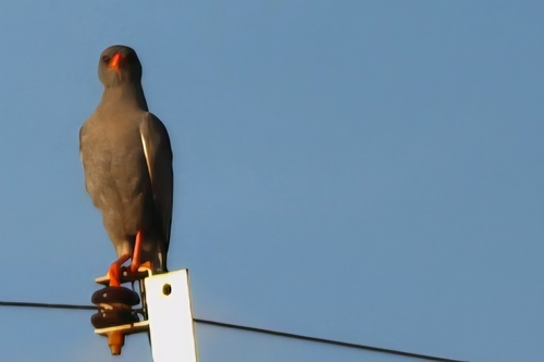 Dark Chanting-Goshawk