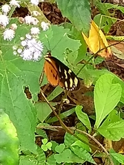 Mechanitis polymnia isthmia