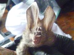 Megaderma spasma