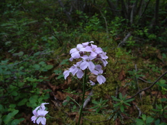 Cardamine macrophylla