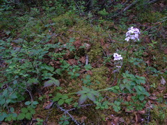 Cardamine macrophylla