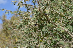 Lonicera microphylla