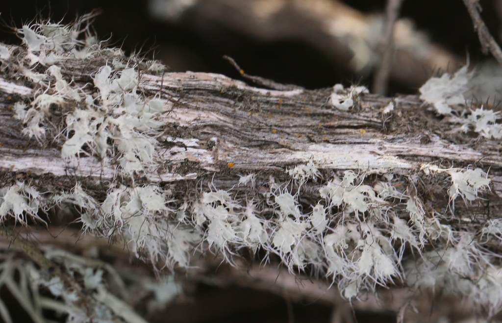 Namaqua Lichen