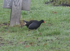 Gallinula chloropus