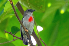 Ashy Flowerpecker photo 1
