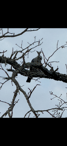 Mississippi Kite observed by graciemae65