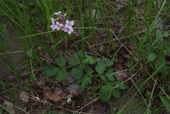 Cardamine macrophylla
